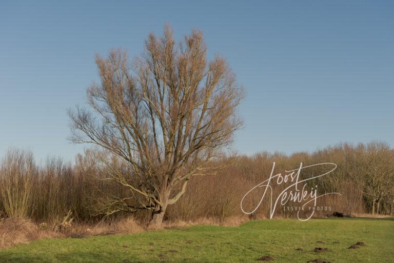 Boom met wilgen in natuurgebied Avelingen