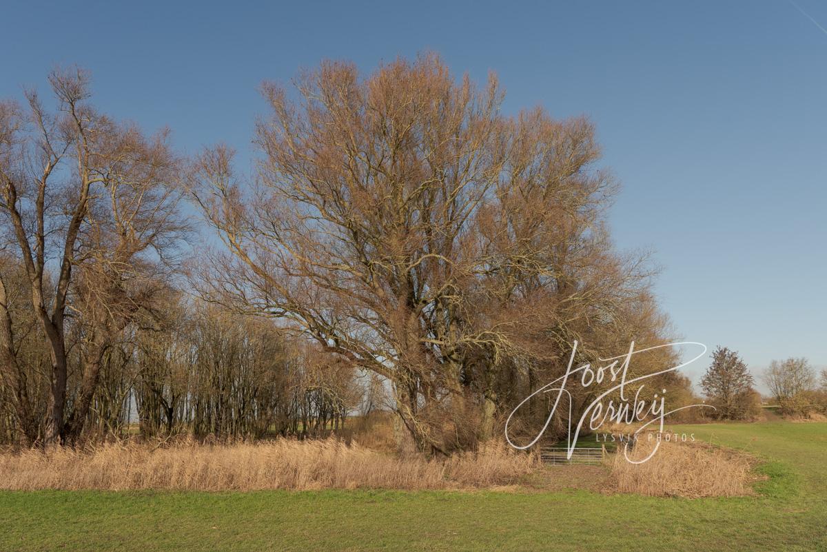 Bomenpartij in Avelingen