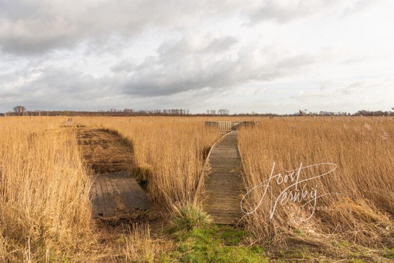 Uitkijkpunt bij rietvelden Zouweboezem