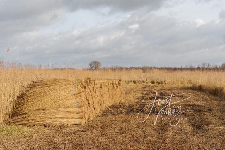 Gemaaid riet met bundels riet Zouweboezem