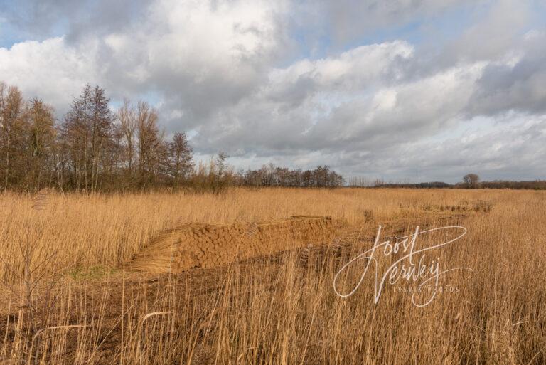 Gemaaid riet met bundels riet Zouweboezem