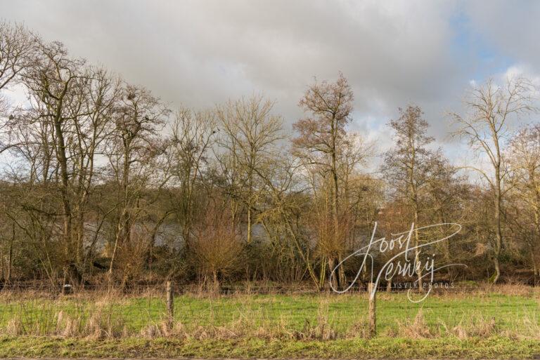 Het Kooibos bij eendenkooi De Zouwe