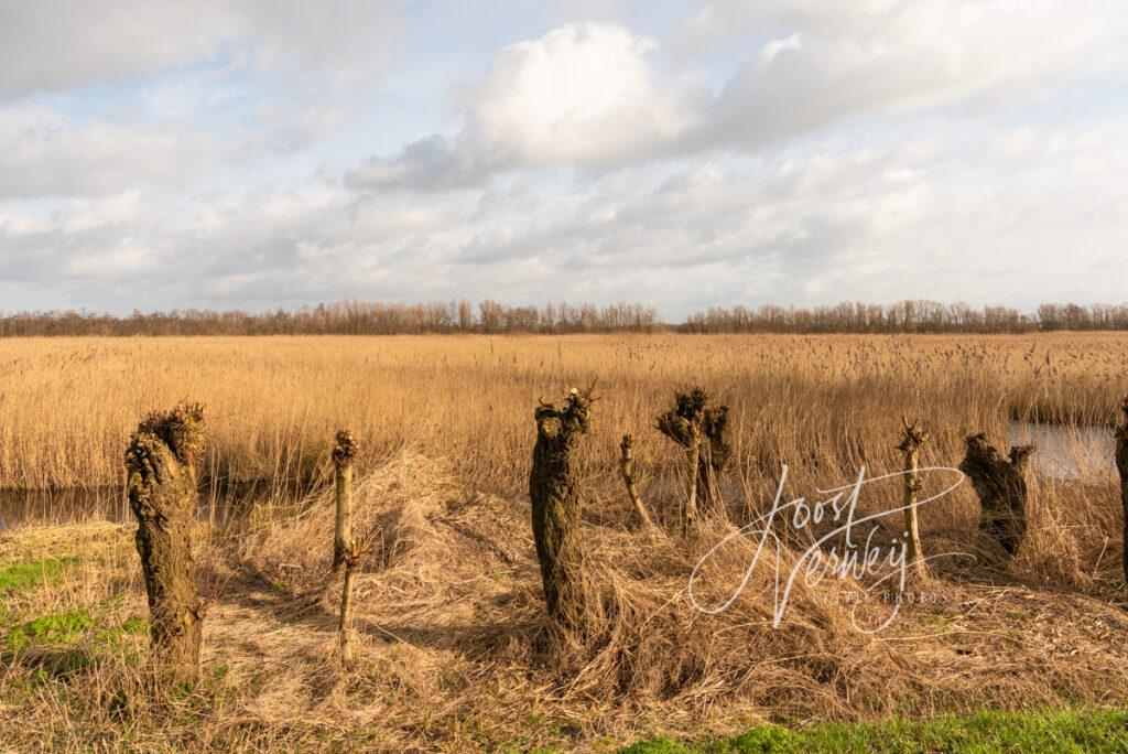 Geknotte wilgen in de Zouweboezem