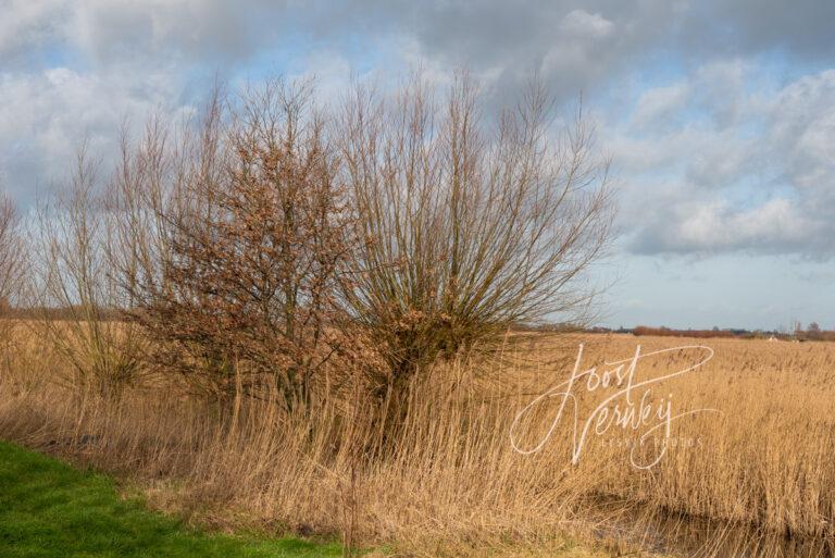 Wilgen en rietvelden in de Zouweboezem