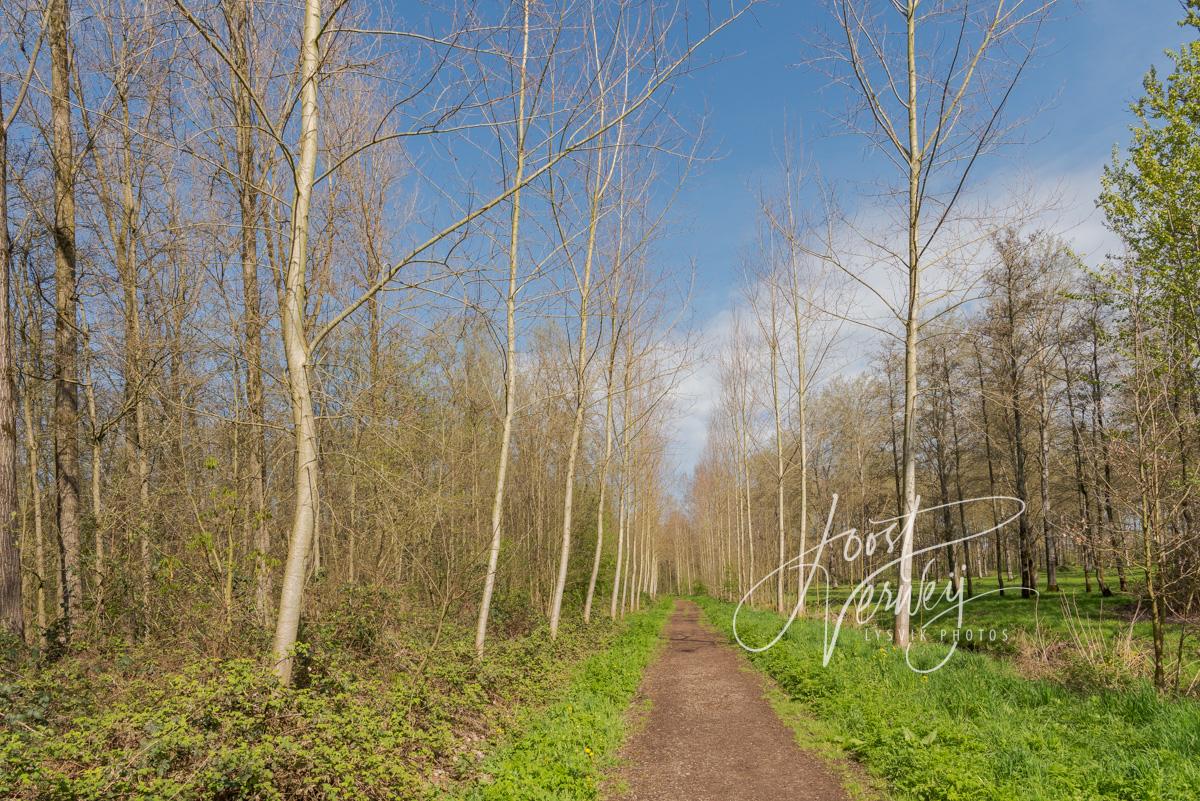 Wandelpad In Het Alblasserbos D