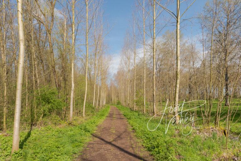 Voorjaar in het Alblasserbos