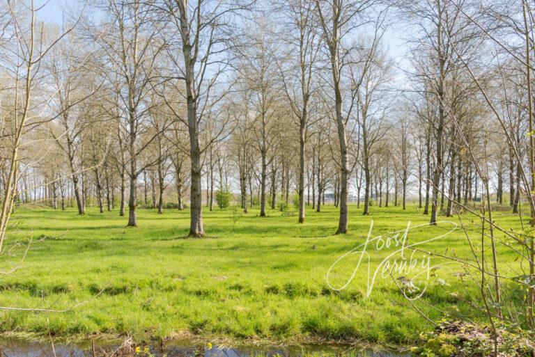 Groep bomen in het Alblasserbos