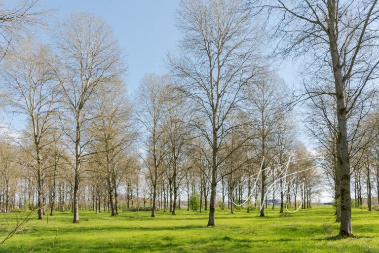 Groep bomen in het Alblasserbos