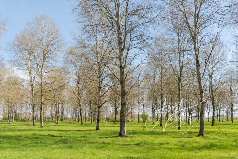 Groep bomen in het Alblasserbos