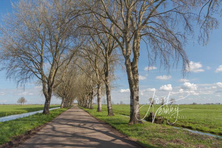 Rij bomen langs de Korte Geer in Bleskensgraaf