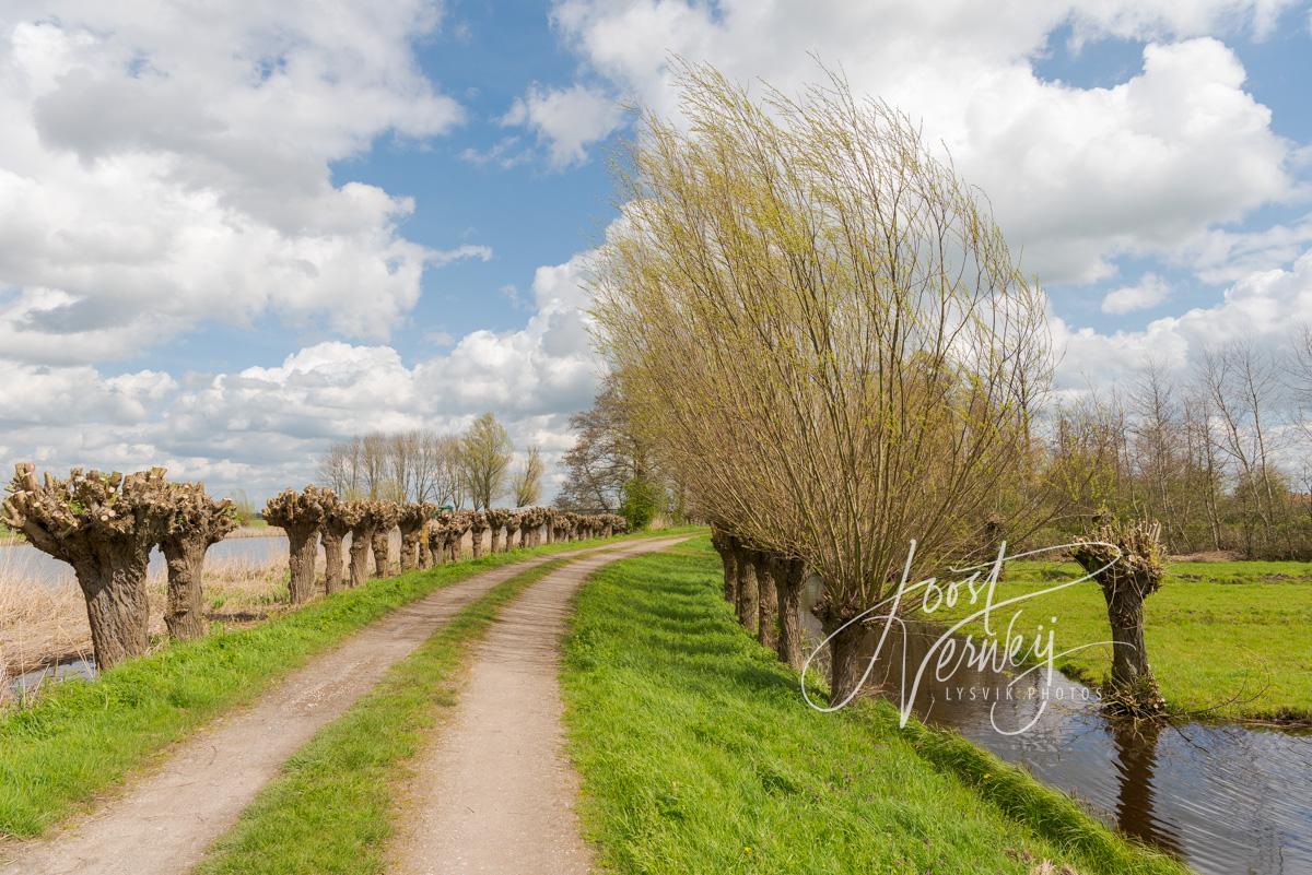 Onverhard pad met knotwilgen in Donkse Laagten