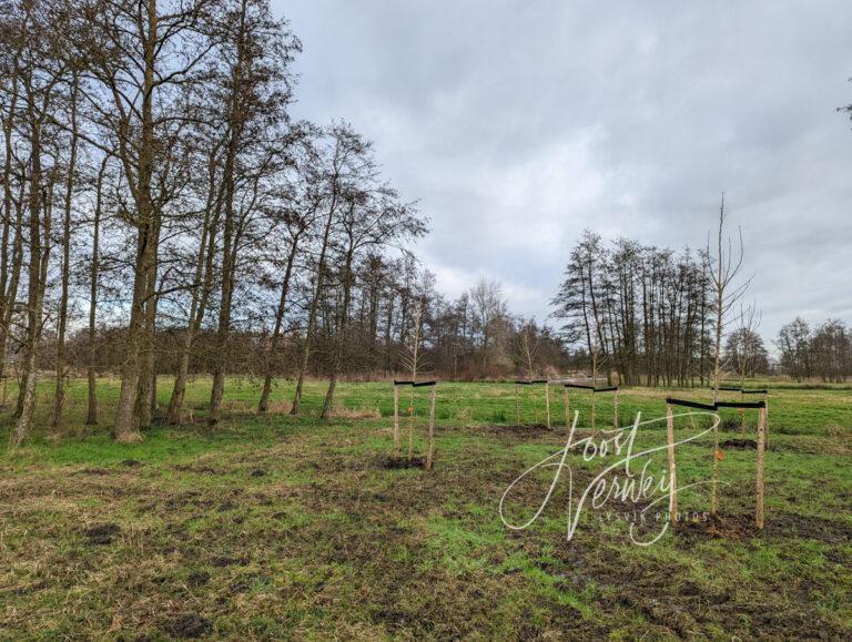 Aanplant nieuwe bomen en struiken bij de Slingelandse plassen