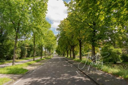 Bomenrij Parallelweg Hardinxveld-Giessendam