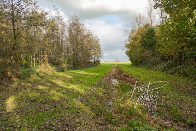 Doorkijkje vanuit Alblasserbos de polder in