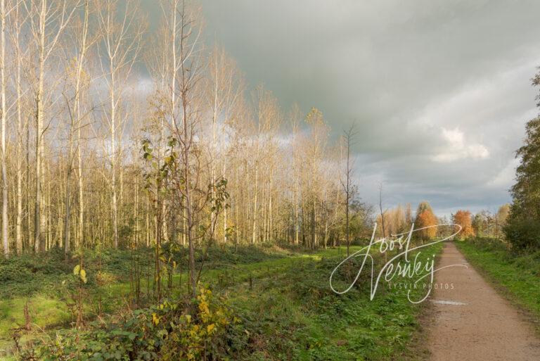 Wandelpad Alblasserbos tijdens herfst