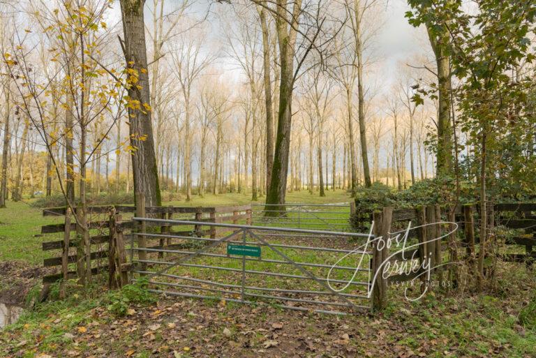 Hekwerk in Alblasserbos