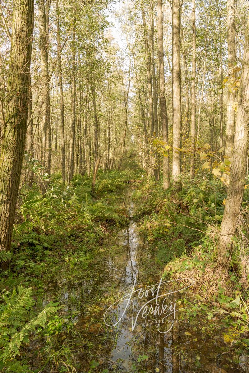 Hoge waterstand in het Alblasserbos