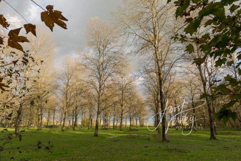 Doorkijkje in het Alblasserbos