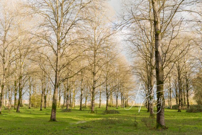 Doorkijkje in het Alblasserbos