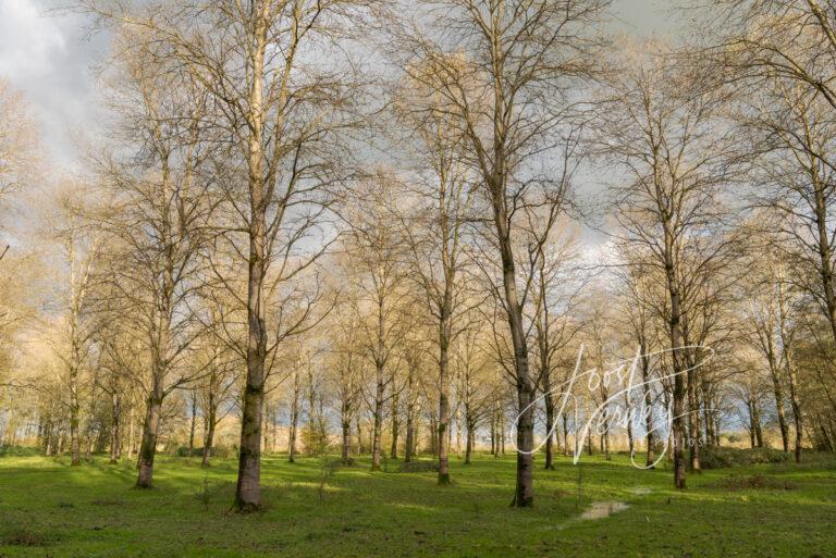 Doorkijkje in het Alblasserbos