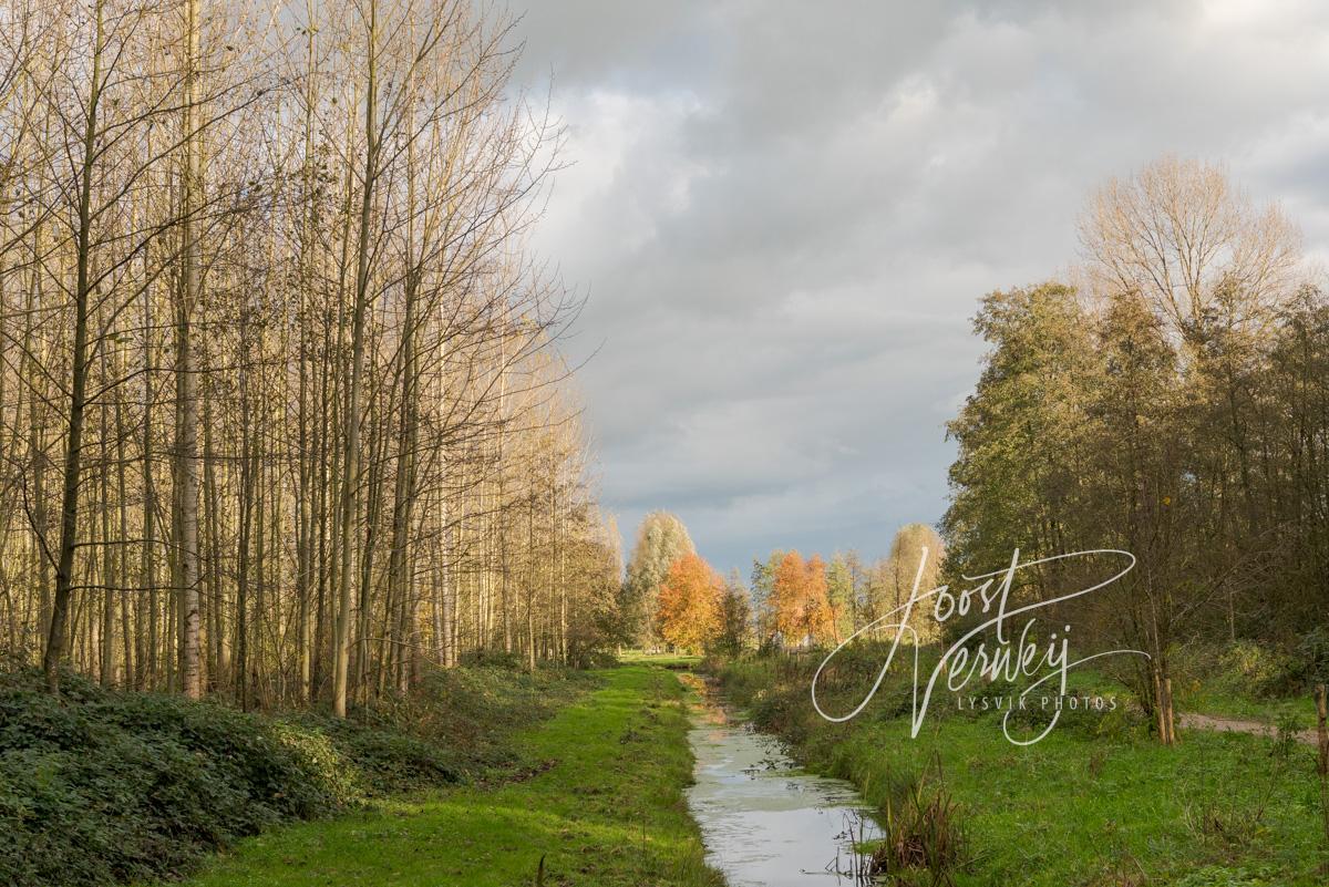 Slootje in het Alblasserbos