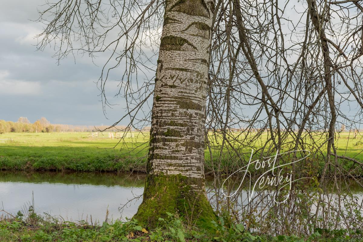 Boom aan de Sliedrechtse Binnenvliet