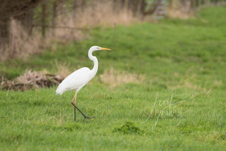 Grote zilverreiger in weidegebied