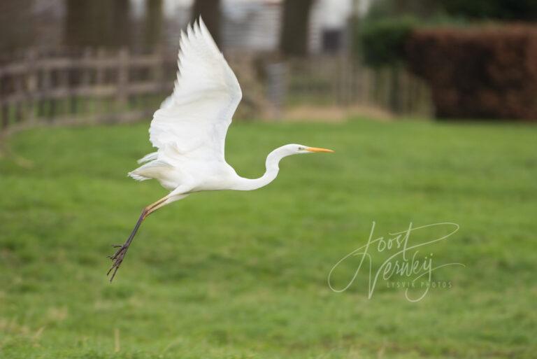 Zilverreiger in de vlucht