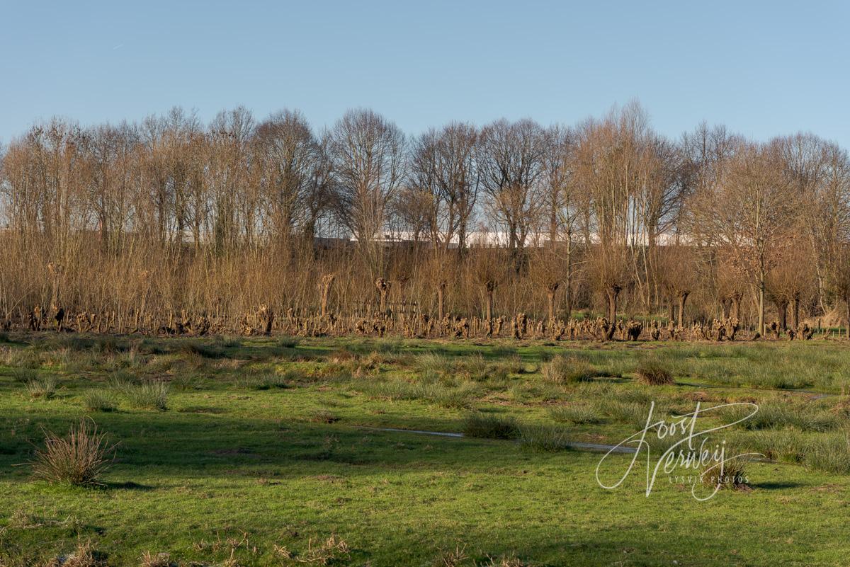 Knotwilgen in het park Noordhoekse Wiel