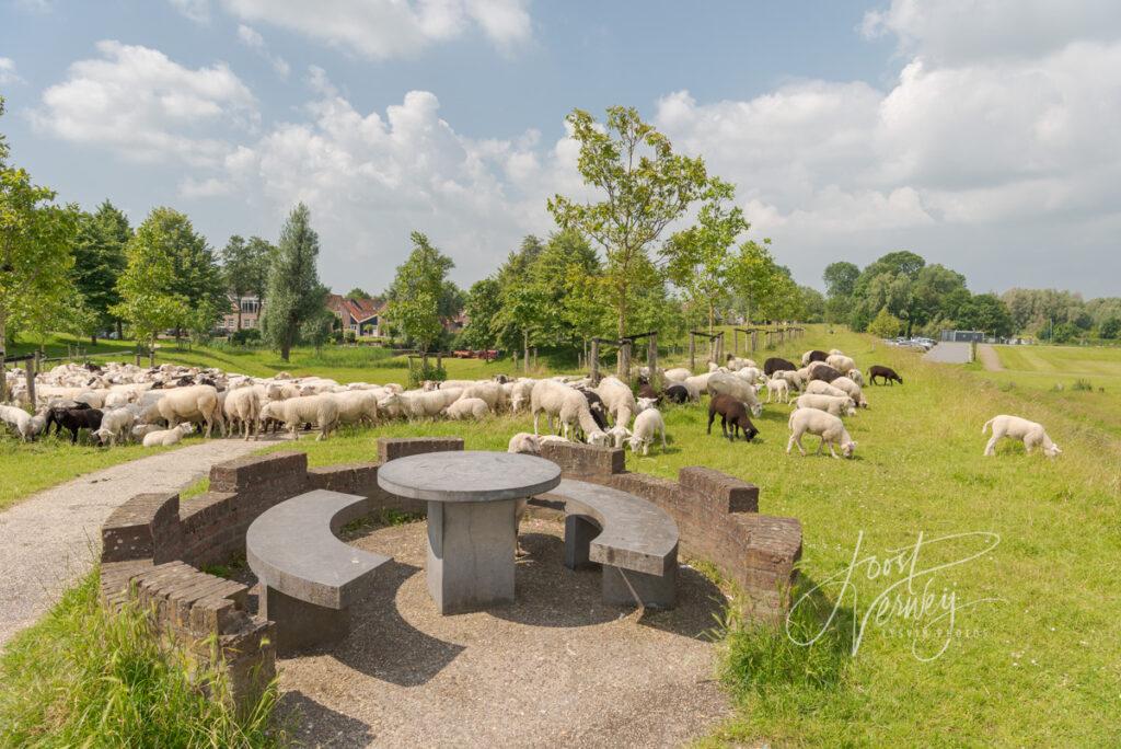 Schapen bij rustpunt op de vestingwal Nieuwpoort