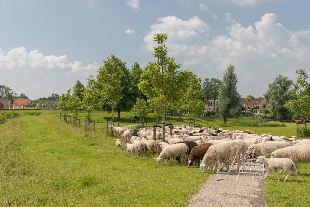 Schapen bij rustpunt op de vestingwal Nieuwpoort