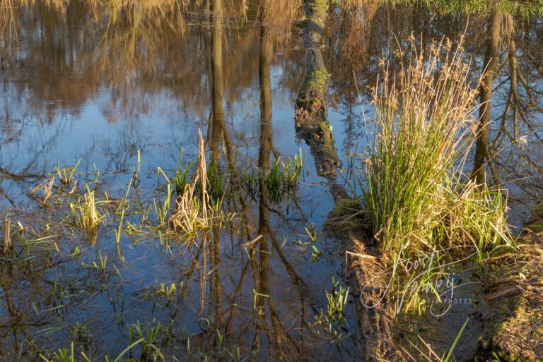 Weerspiegeling bomen in poel