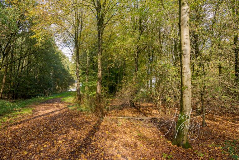 Wandelpad met herfstbladeren in Alblasserbos