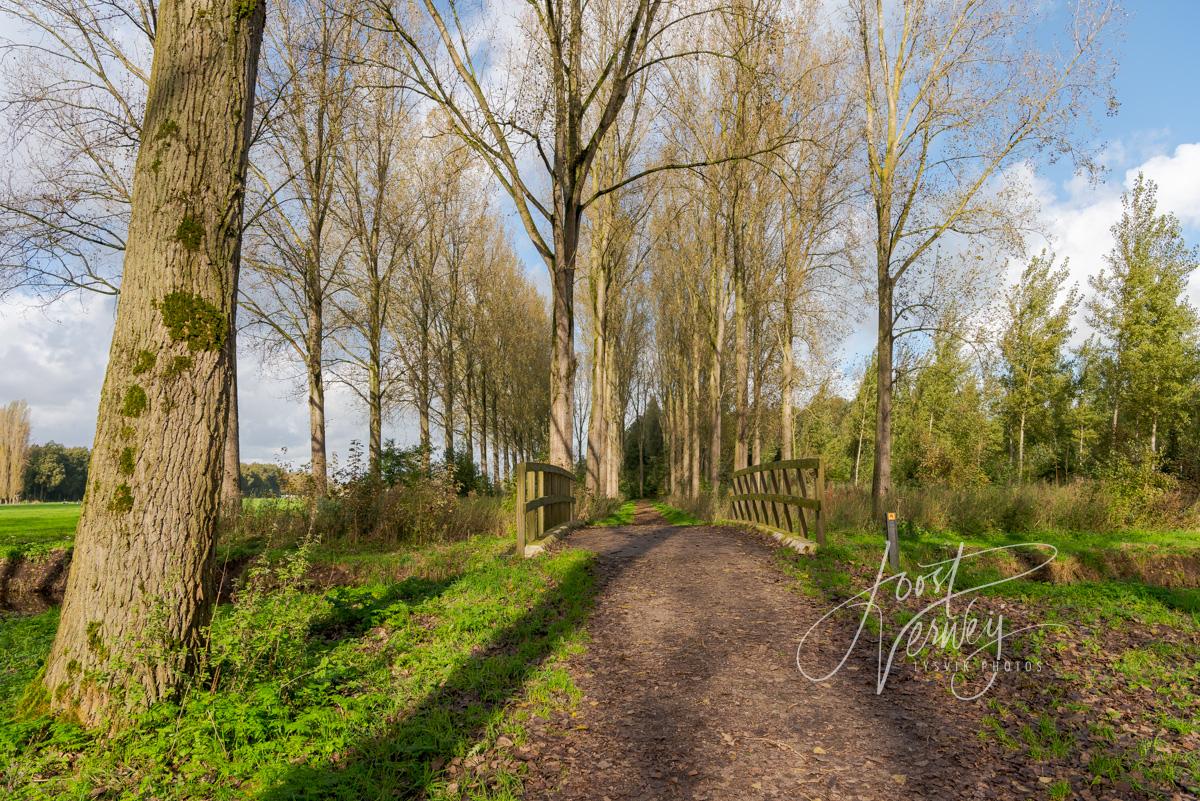 Bruggetje in Alblasserbos