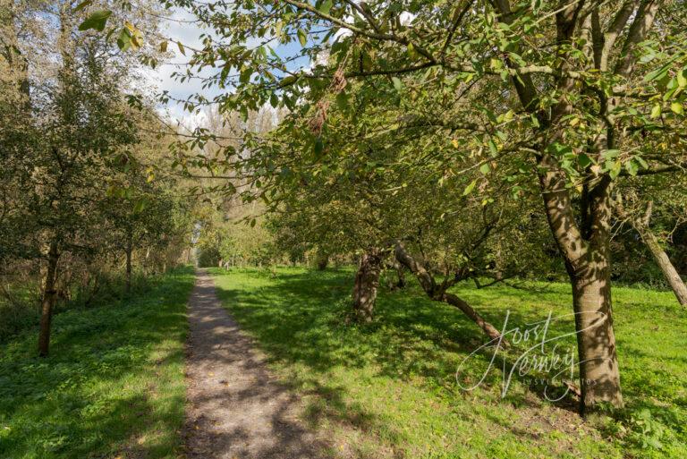 Oude hoogstamboomgaard in Alblasserbos