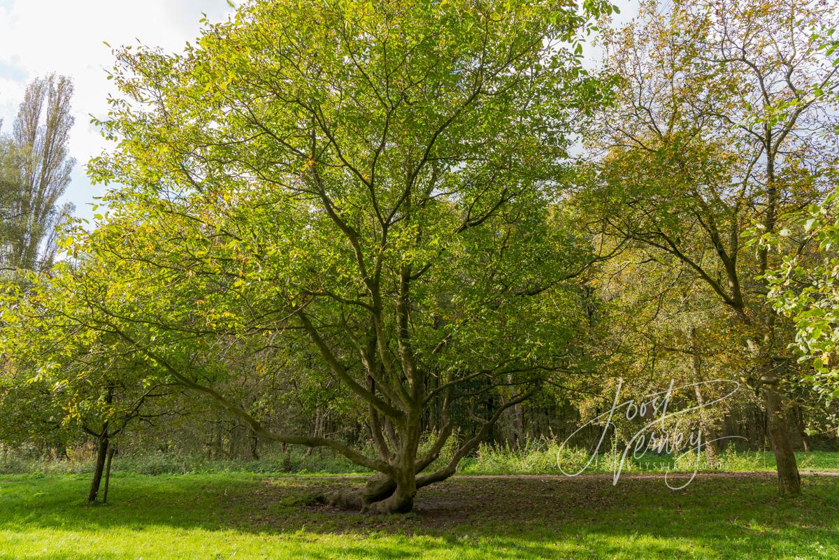 Oude hoogstamboomgaard in Alblasserbos