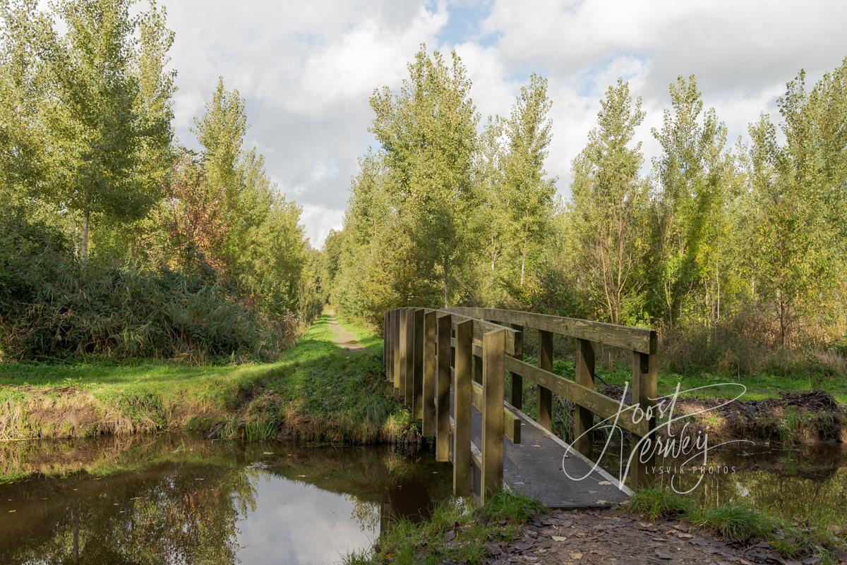 Bruggetje in Alblasserbos