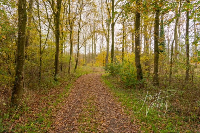 Wandelpad met herfstkleuren in het Alblasserbos