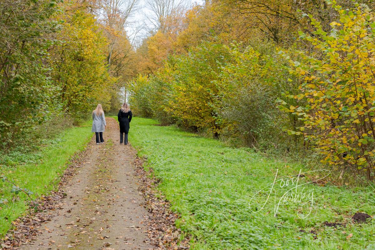 Wandelpad met herfstkleuren in het Alblasserbos