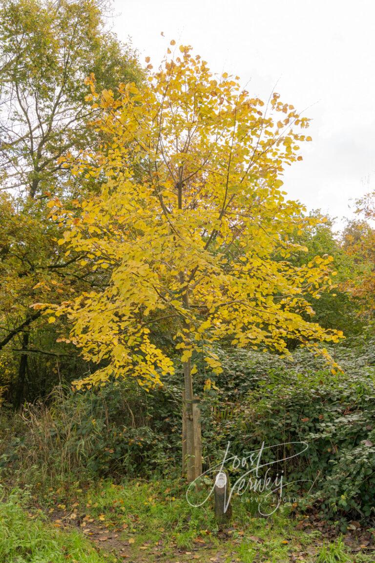 Herfstkleuren in Alblasserbos